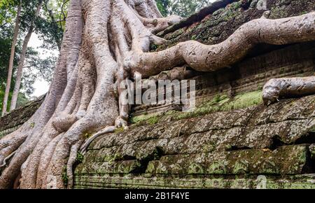 Bild des Ta Prohm Tempels, des photogenen Tempels im Archäologischen Park Angkor Wat, Siem Reap, Kambodscha. Stockfoto