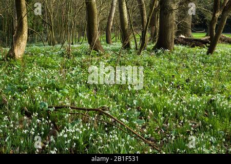 Schneefälle im Winter auf Der Plantation und dem Bluebell Field bei Bergauf, Weston-super-Stute, North Somerset, England. Stockfoto