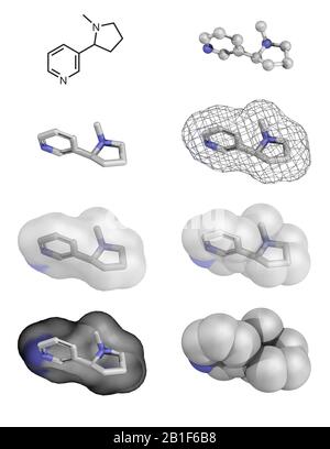 Nikotin ist ein in der Familie der Pflanzen im Nachtschatten natürlich hergestelltes Alkoid, das zur Behandlung von Störungen des Tabakkonsums verwendet wird. Stockfoto