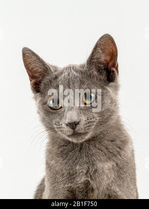 Breedcat Russian Blue (Felis silvestris catus), 12 Wochen, Kätzchen, Tierporträt, hellgrauer Hintergrund, Studioaufnahme, Österreich Stockfoto