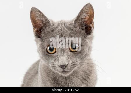 Breedcat Russian Blue (Felis silvestris catus), 12 Wochen, Kätzchen, Tierporträt, hellgrauer Hintergrund, Studioaufnahme, Österreich Stockfoto