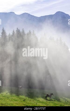 Pferd auf Weide und Nebel auf der Hochsteinalm, Traunkirchen, Oberösterreich, Österreich Stockfoto