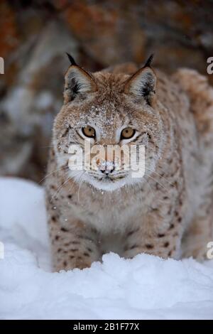 Eurasischer Luchs (Lynx Lynx), Erwachsene, gefangen, im Winter, im Schnee, in der Nahrungssuche, im Porträt, Montana, Nordamerika, USA Stockfoto