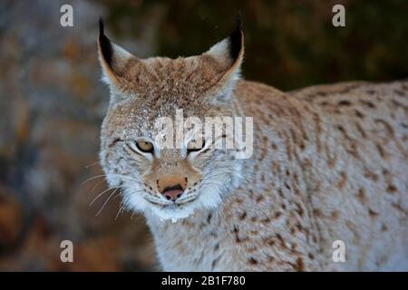 Eurasischer Luchs (Lynx Lynx), Erwachsene, gefangen, im Winter, Porträt, Montana, Nordamerika, USA Stockfoto