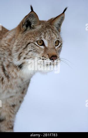 Eurasischer Luchs (Lynx Lynx), Erwachsene, gefangen, im Winter, im Schnee, in der Nahrungssuche, im Porträt, Montana, Nordamerika, USA Stockfoto