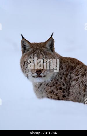 Eurasischer Luchs (Lynx Lynx), Erwachsene, gefangen, im Winter, im Schnee, in der Nahrungssuche, im Porträt, Montana, Nordamerika, USA Stockfoto