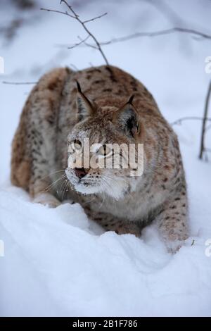 Eurasischer Luchs (Lynx Lynx), Erwachsene, gefangen, im Winter, im Schnee, in der Nahrungssuche, im Porträt, Montana, Nordamerika, USA Stockfoto