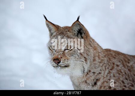 Eurasischer Luchs (Lynx Lynx), Erwachsene, gefangen, im Winter, im Schnee, in der Nahrungssuche, im Porträt, Montana, Nordamerika, USA Stockfoto