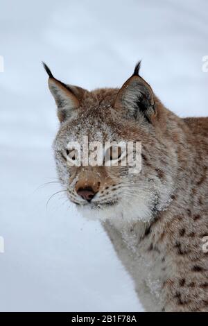 Eurasischer Luchs (Lynx Lynx), Erwachsene, gefangen, im Winter, im Schnee, in der Nahrungssuche, im Porträt, Montana, Nordamerika, USA Stockfoto