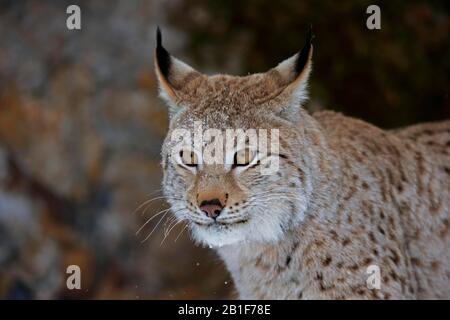 Eurasischer Luchs (Lynx Lynx), Erwachsene, gefangen, im Winter, Porträt, Montana, Nordamerika, USA Stockfoto