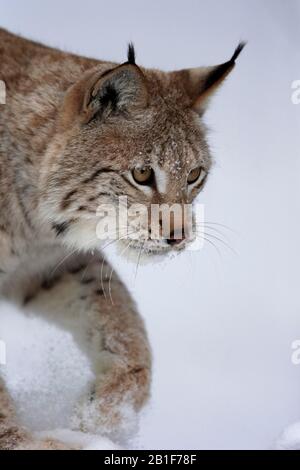 Eurasischer Luchs (Lynx Lynx), Erwachsene, gefangen, im Winter, im Schnee, in der Nahrungssuche, im Porträt, Montana, Nordamerika, USA Stockfoto