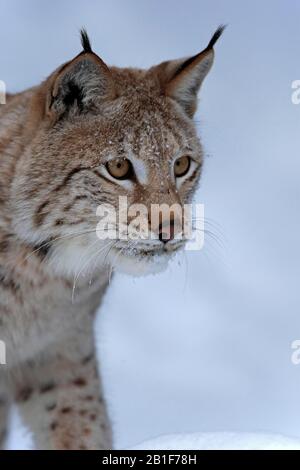 Eurasischer Luchs (Lynx Lynx), Erwachsene, gefangen, im Winter, im Schnee, in der Nahrungssuche, im Porträt, Montana, Nordamerika, USA Stockfoto