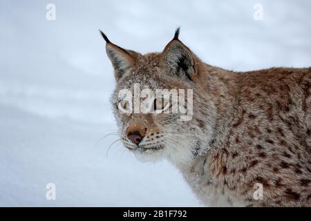 Eurasischer Luchs (Lynx Lynx), Erwachsene, gefangen, im Winter, im Schnee, in der Nahrungssuche, im Porträt, Montana, Nordamerika, USA Stockfoto