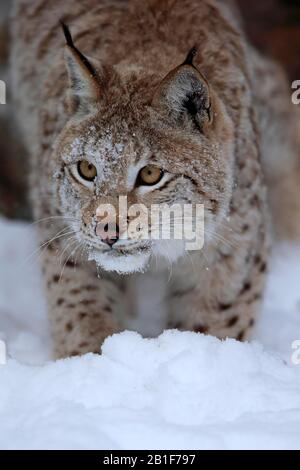 Eurasischer Luchs (Lynx Lynx), Erwachsene, gefangen, im Winter, im Schnee, in der Nahrungssuche, im Porträt, Montana, Nordamerika, USA Stockfoto