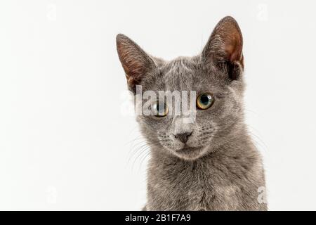 Breedcat Russian Blue (Felis silvestris catus), 12 Wochen, Kätzchen, Tierporträt, hellgrauer Hintergrund, Studioaufnahme, Österreich Stockfoto