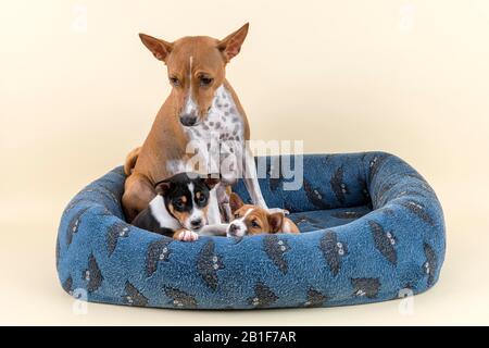 Basenji oder Congo Terrier (Canis lupus familiaris), Mutter mit Welpen, im Hundebett sitzend, Studioaufnahme, leichter Hintergrund, Österreich Stockfoto