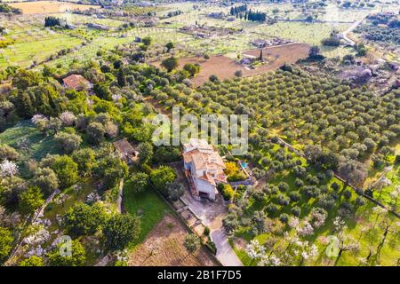 Finca und Plantagen mit Olivenbäumen und blühenden Mandelbäumen, in der Nähe von Caimari, Raiguer Region, Luftbild, Mallorca, Balearen, Spanien Stockfoto