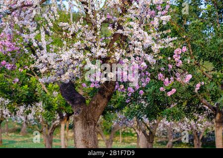 Mandelblüte, weiße und rosafarbene Mandelbäume, in der Nähe von Selva, Mallorca, Balearen, Spanien Stockfoto