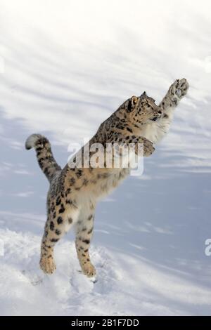 Schneeleopard, (Uncia uncia), Erwachsene, gefangen, im Winter, im Schnee, Springen, Montana, Nordamerika, USA Stockfoto