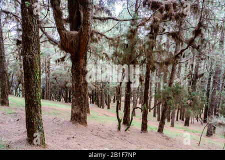 Wald mit Kanaren-Kiefer (Pinus canariensis) teilweise dicklich bedeckt mit trockenen Nadeln an den Zweigen, La Palma, Kanarische Inseln, Spanien Stockfoto