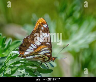 Ein Lorquin's Admiral (Limenitis lorquini) Schmetterling alcht auf einem Busch in der Nähe des Bennington Lake in Walla Walla, WA. Stockfoto