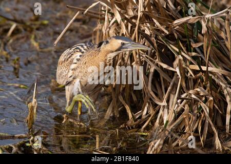 Eurasisches Bittern (Botaurus stellaris), Rieselfelder Münster Stockfoto