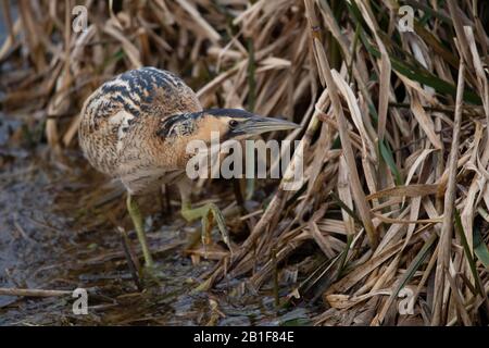 Eurasisches Bittern (Botaurus stellaris), Rieselfelder Münster, Deutschland Stockfoto