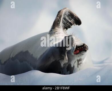 Eine gähnende Crabeater-Dichtung (Lobodon carcinophaga), die mitten im Tag auf Eis in der Antarktis liegt. Stockfoto