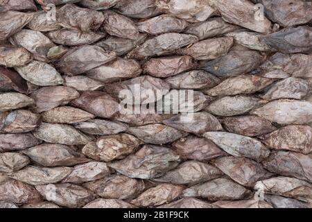 Cecropia Moth (Hyalophora cecropia) Überwintert Kokons in Tablett bei Züchtern. Für Forscher und Hobbyforscher aufgezogen. Stockfoto