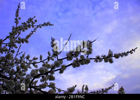 Nahaufnahme Kirschblüte auf blauem Hintergrund - Stockbild. Blühende japanische Sakura-Knospen und Blumen am hellen Himmel mit Kopienraum. Stockfoto