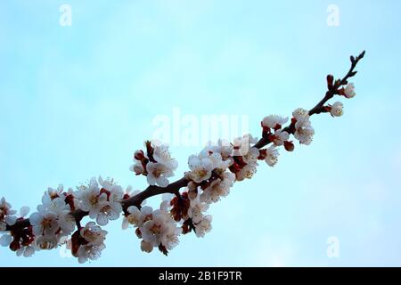 Nahaufnahme Kirschblüte auf blauem Hintergrund - Stockbild. Blühende japanische Sakura-Knospen und Blumen am hellen Himmel mit Kopienraum. Stockfoto