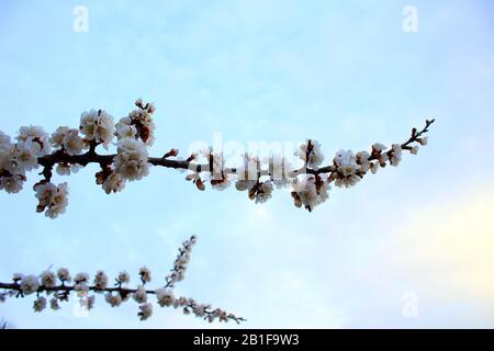 Nahaufnahme Kirschblüte auf blauem Hintergrund - Stockbild. Blühende japanische Sakura-Knospen und Blumen am hellen Himmel mit Kopienraum. Stockfoto