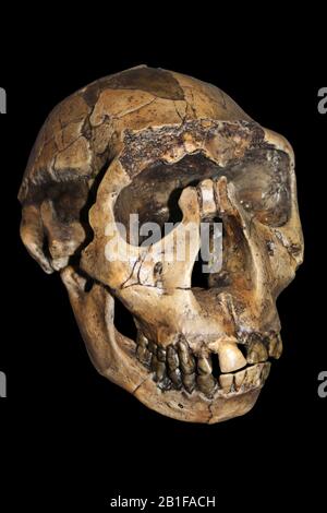 Nariokotome Boy alias Turkana Boy - Homo ergaster (erectus) Stockfoto