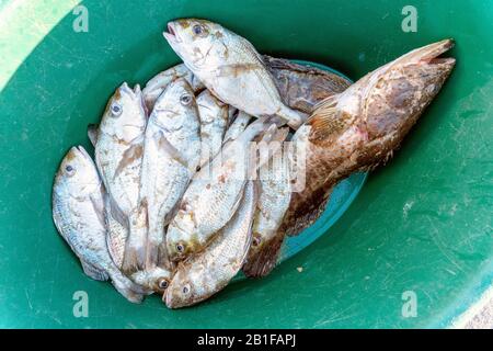 Frischer Fisch in grünem Eimer, der auf dem Indischen Ozean an der Küste von Maputo, Mosambik gefangen wurde Stockfoto