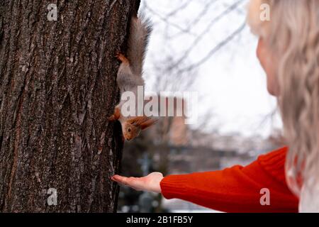 Ältere Frau Füttert Squirrel Im Park Nach Morgendlichen Übungen Und Laufen. Entspannender Und aktiver Lebensstil im mittleren Alter. Stockfoto