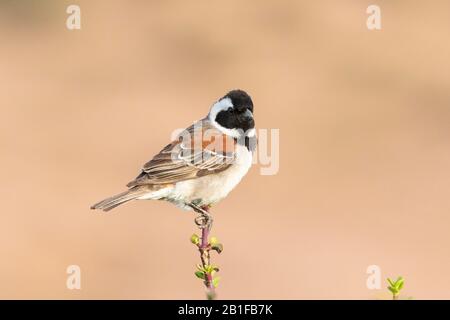 Cape Sparrow Männchen (Passer melanurus) auf dem Spekboom (Portulacaria afra) Eastern Cape, Südafrika Stockfoto