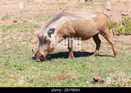 Gewöhnlicher Warthog (Phacochoerus africanus), der in der Graslandsavanne, Ostkap, Südafrika, grast Stockfoto