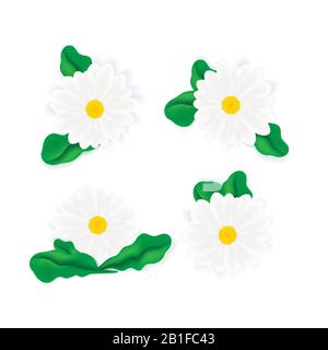 Verschiedene weiße realistische Gänseblümchen oder Gerbera mit auf Weiß isolierten Blättern Stock Vektor