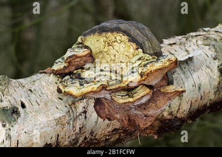 Seltsam deformierter Beeswax Halterpilz, der auf dem verrottendem Stamm eines Birch-Baumes wächst Stockfoto