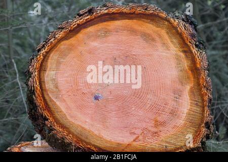 Baum läutet im orangefarbenen Holz einer Oregon Pine Stockfoto