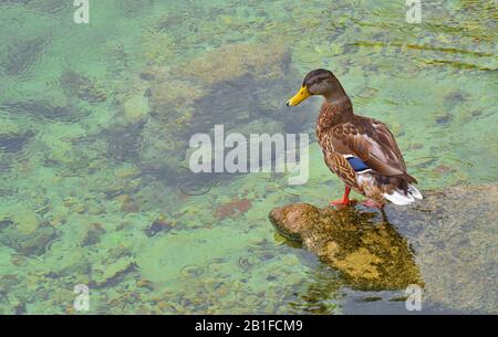 Ente am Traunsee in Gmunden, Österreich Stockfoto