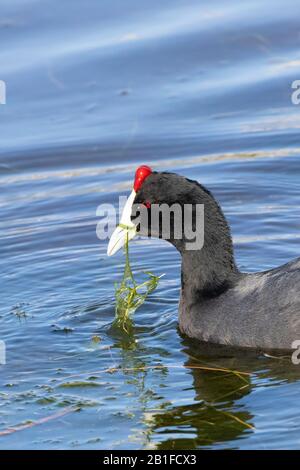 Rote-Knobelt-Coot (Fulica cristata) oder Crested Coot im Brutgefieder-Forging auf der Insel Intaka, Kapstadt, Westkappo, Südafrika Stockfoto