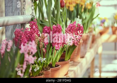 Viele Blumen in Töpfen auf der Fensterbank. Leuchtend rosafarbene Hyazinths stehen im Fokus. Stockfoto