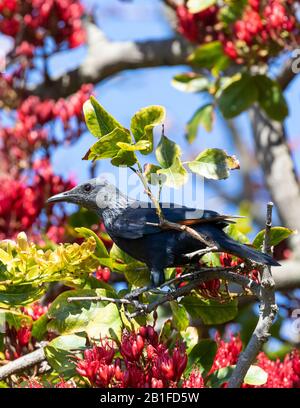 Weibliche Roter-geflügelte Starling (Onychognathus morio), die auf einem Weinenden Boer Bean-Baum (Schotia brachypetala), Boulders Beach Simonstown, Kapstadt, S aufforsten Stockfoto