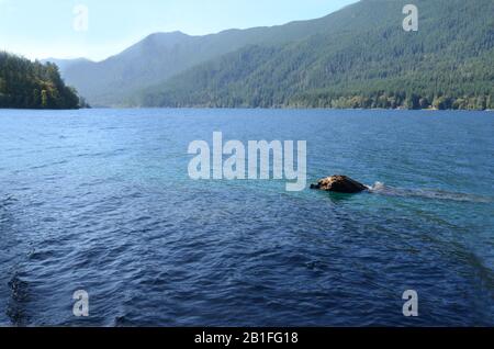 PARKS UND ERHOLUNG: VOLUME 6-Ike Kinswa State Park ist ein öffentliches Erholungsgebiet im Bundesstaat Washington, eines von 142 im gesamten schönen Bundesstaat. Stockfoto