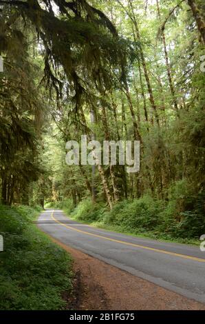 PARKS UND ERHOLUNG: VOLUME 6-Ike Kinswa State Park ist ein öffentliches Erholungsgebiet im Bundesstaat Washington, eines von 142 im gesamten schönen Bundesstaat. Stockfoto