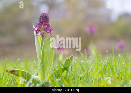 Saseta, Burgos/Spanien; 02. Mai 2018. Orchis purpurpurea Orchidee auf der Wiese. Stockfoto