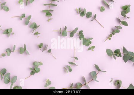 Muster aus Eukalyptuszweigen. Green Leaves Konzept auf violettem Pastell-Hintergrund. Stockfoto