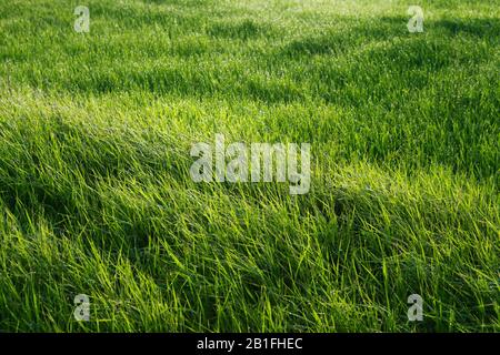 Sonne scheint auf einem Feld mit Gras in Tropfen Tau Stockfoto