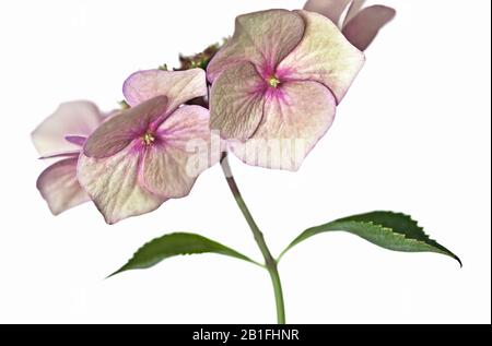 Hydrangea macrophylla auf weißem Hintergrund Stockfoto